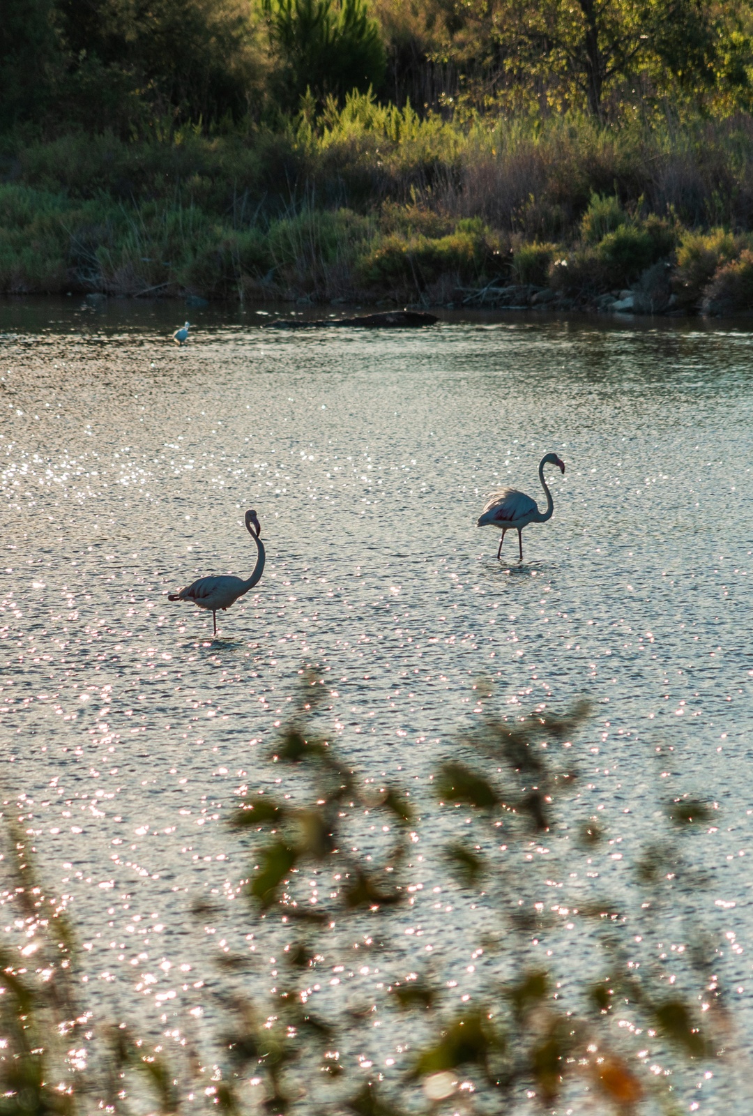 Camping Abri de Camargue : faune et flore Camarguaise septembre 2020