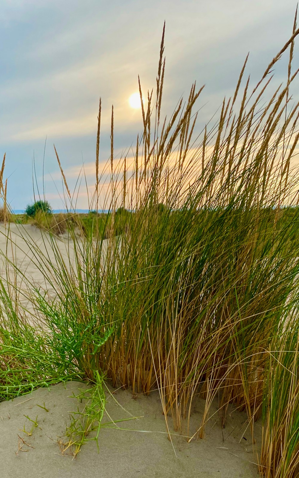 L'oyat des dunes, plage de l'Espiguette