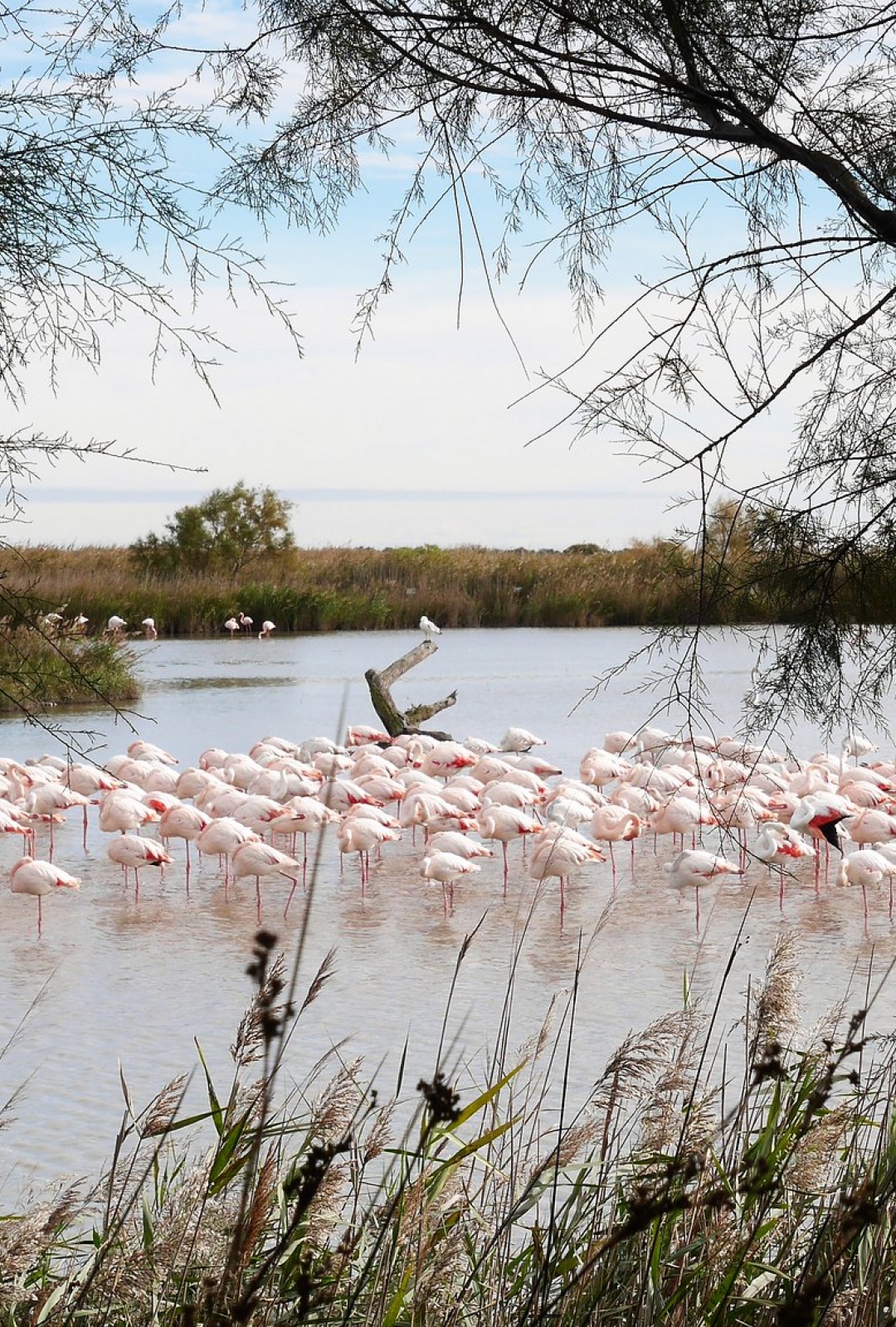 Parc Ornithologique du Pont De Gau, photo de Julien Maury