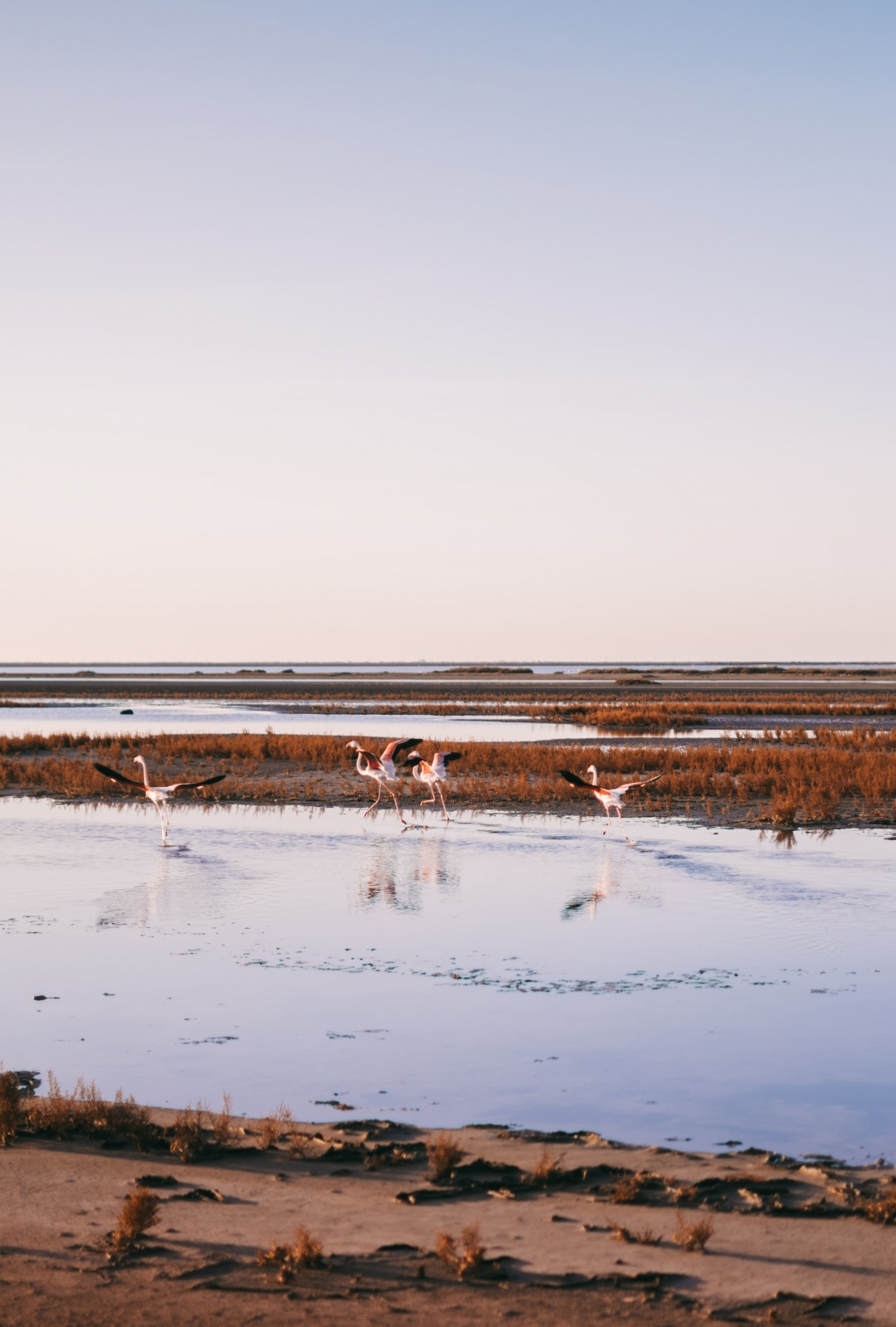 Flamants roses et parc naturel de Camargue, préservons les espaces naturels avec l'écotourisme
