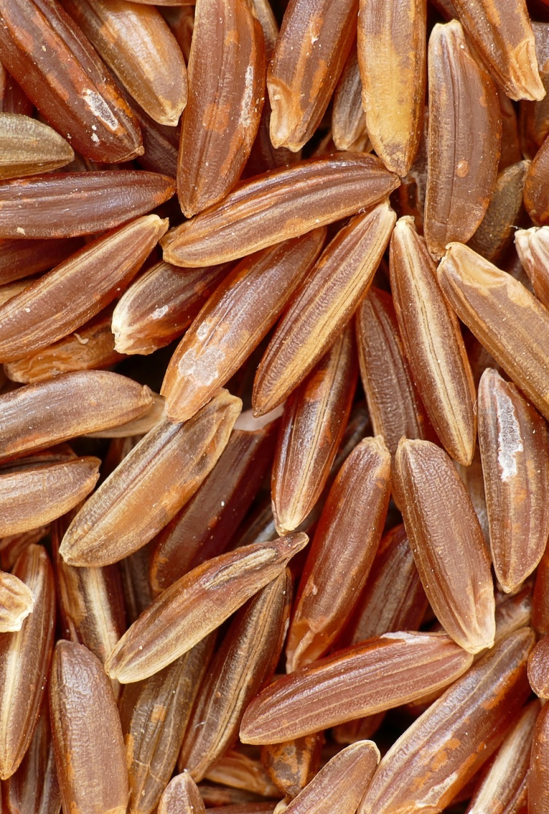 Riz naturel de Camargue