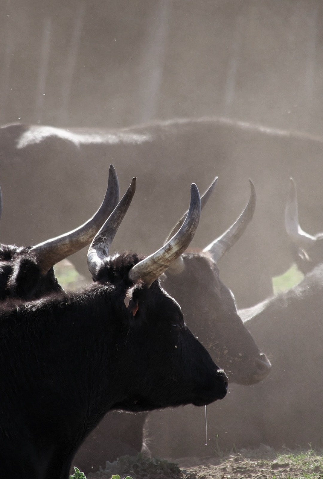 Taureaux de Camargue