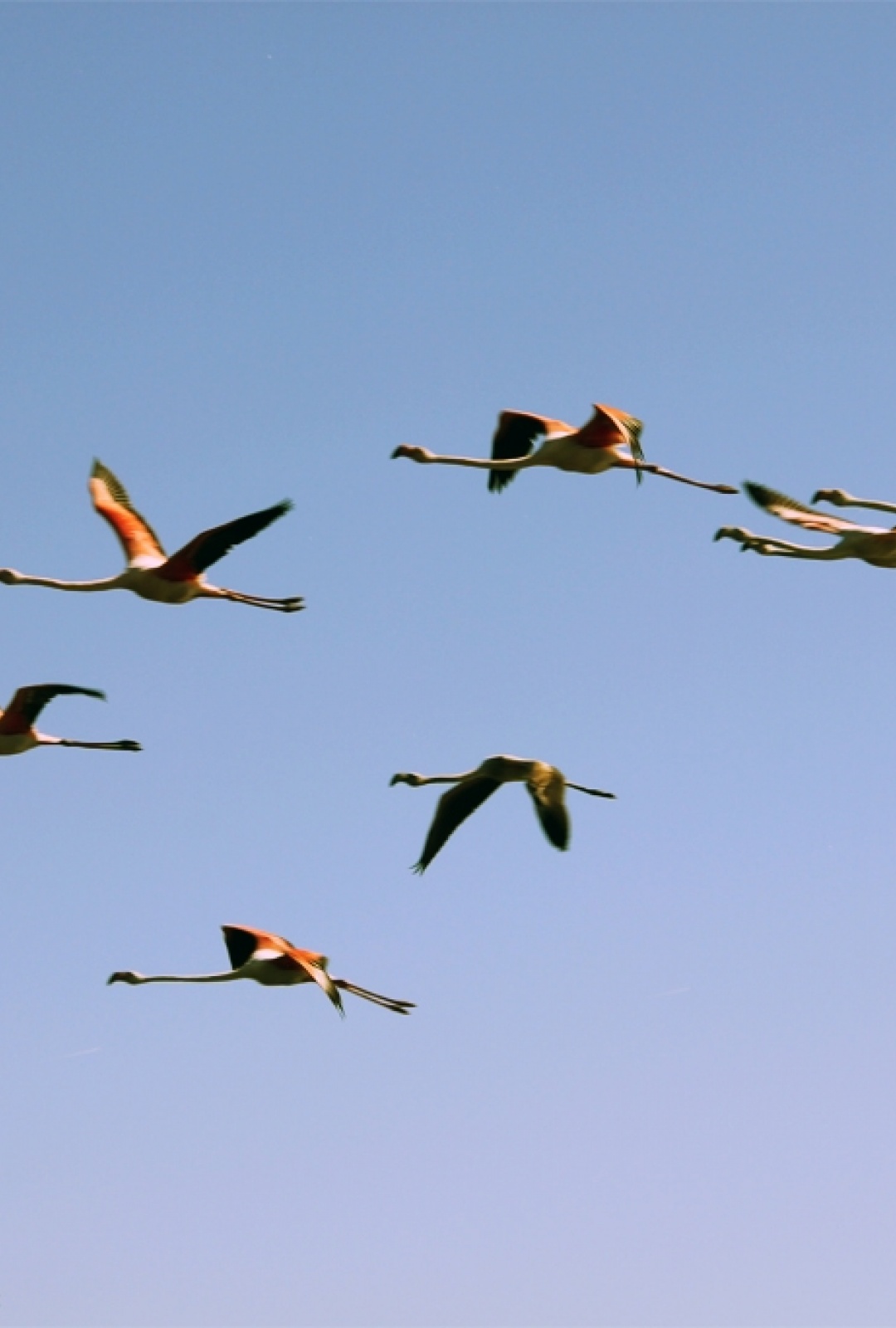 Vol de Flamants roses en Camargue