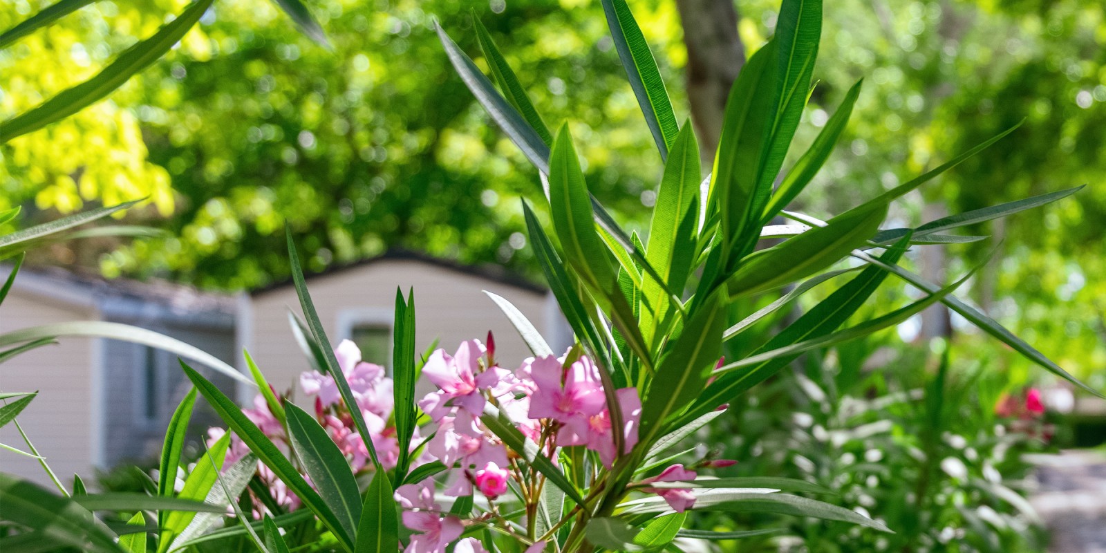 Allées du camping par Hervé Lecair