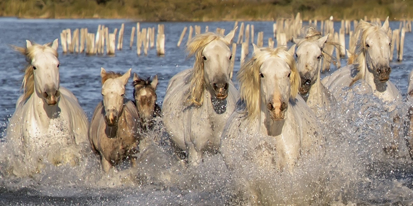 Chevaux camarguais courant dans l'eau