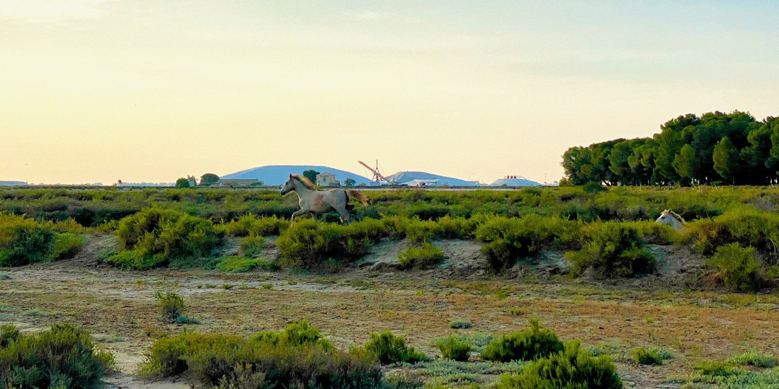 chevaux galopants de Camargue devant les Salins