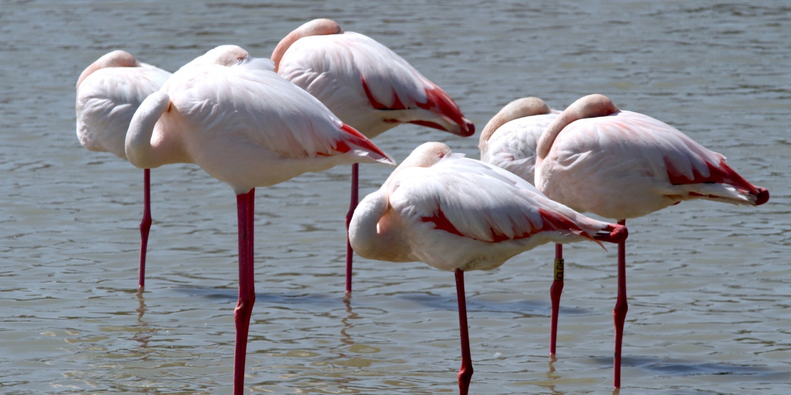 Flamants roses (crédit photo Frank Eiffert @Unplash)