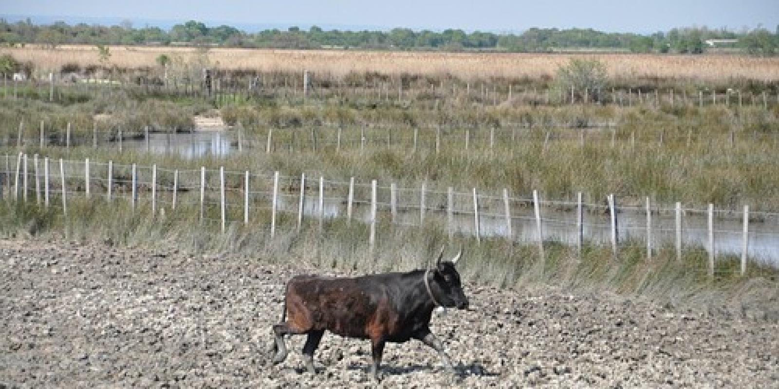 Les élévage de taureaux