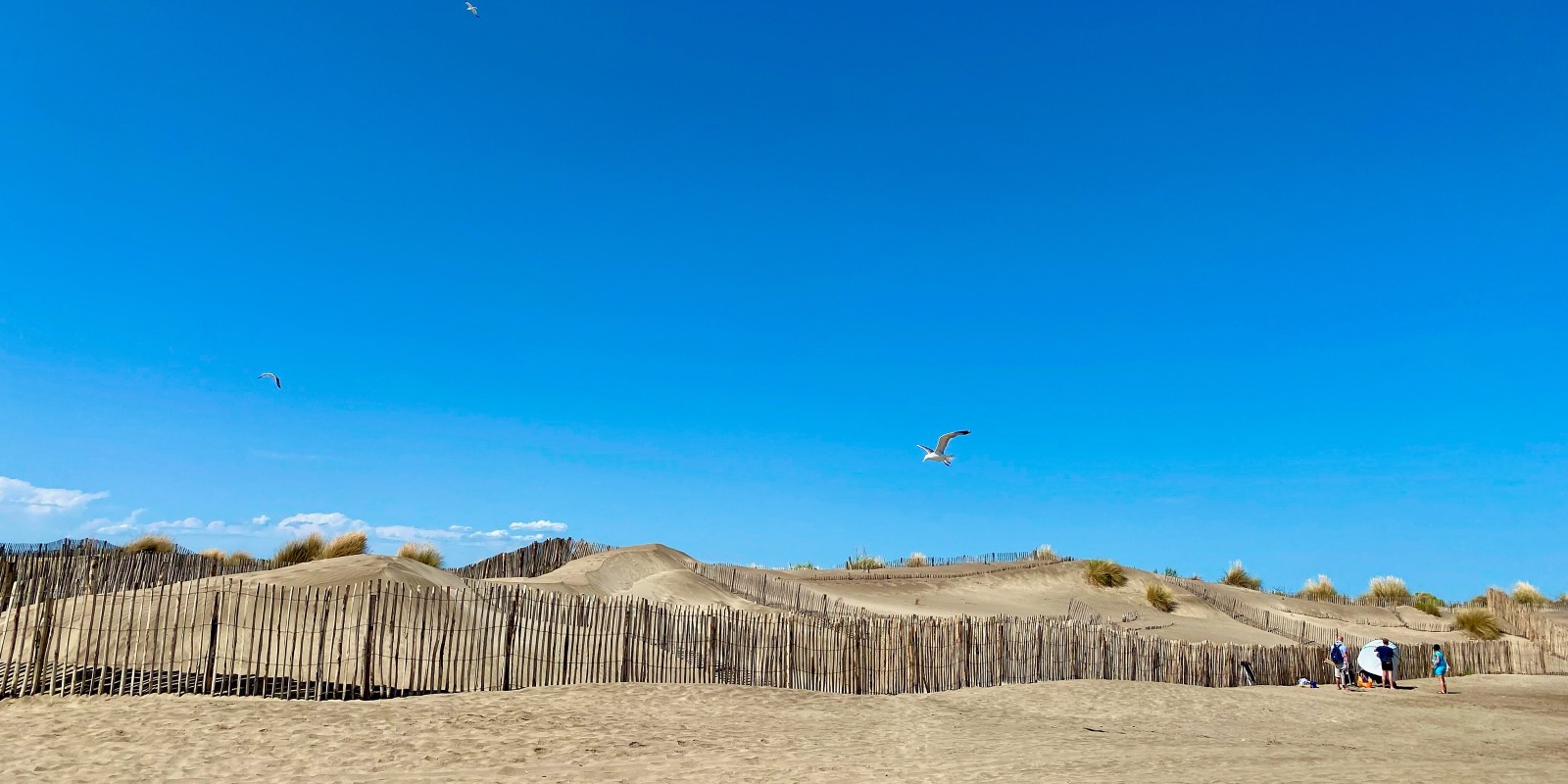  la plage de l'Espiguette est célèbre pour son caractère sauvage et son étendu de sable