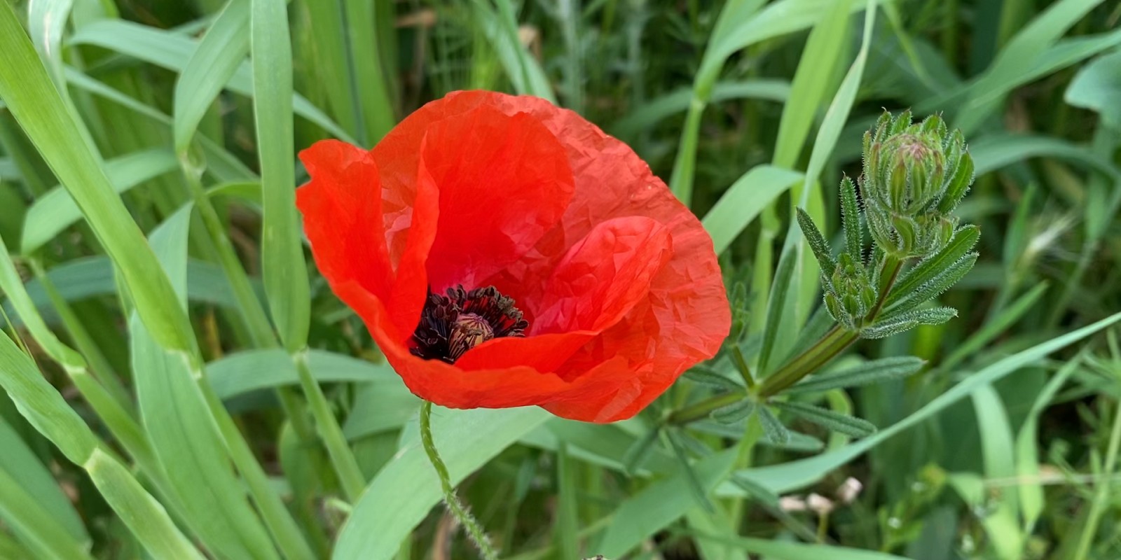 La saison des fleurs est très appréciée des touristes