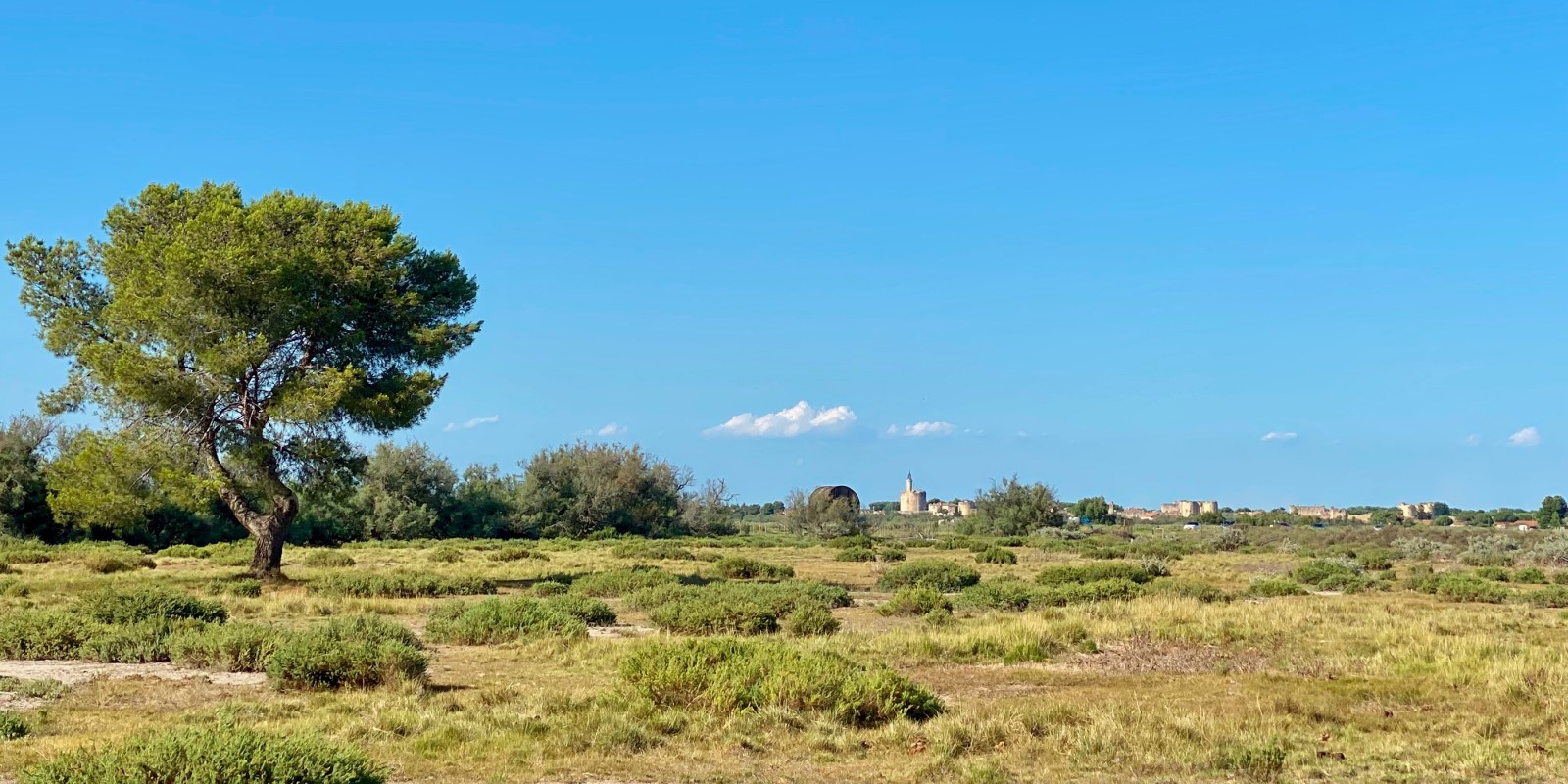 La sansouire avec vue sur la Tour Constance d'Aigues-Mortes