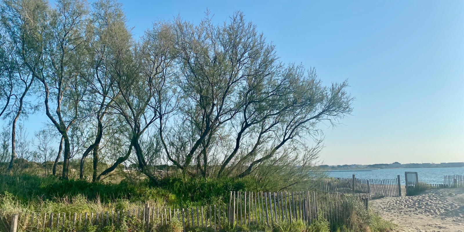 Le tamaris symbole de la Camargue jusque sur la plage