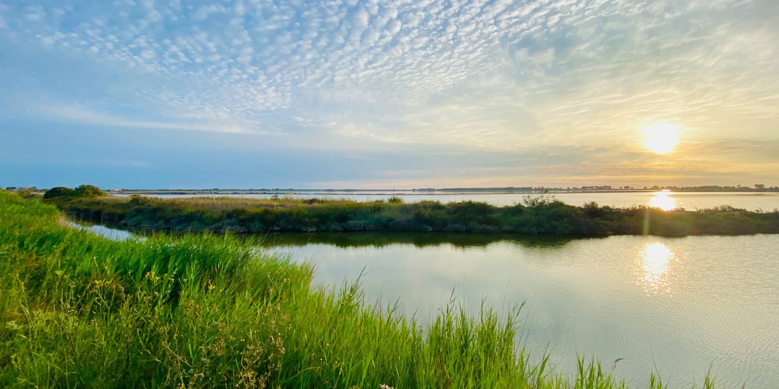 Les roselières longent les étangs de Camargue, ici près du Grau-du-Roi sur un soleil levant