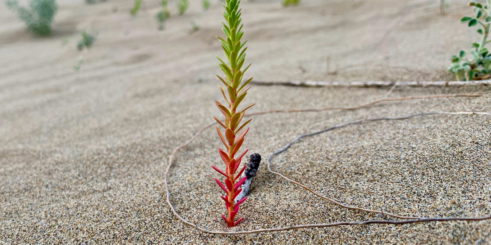 L'euphorbe maritime — dunes de l'Espiguette