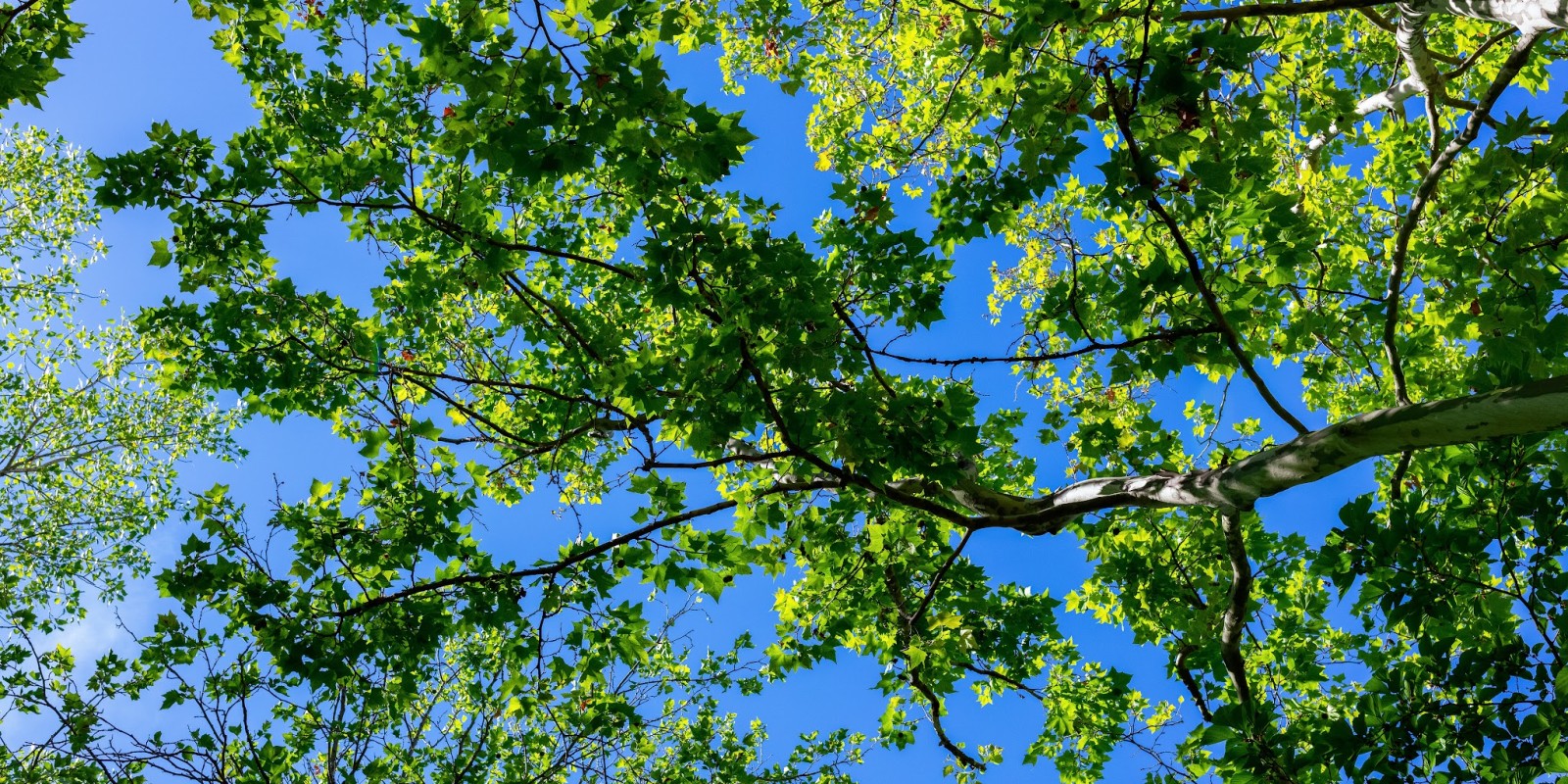 L'ombre d'un platane par Hervé Leclair