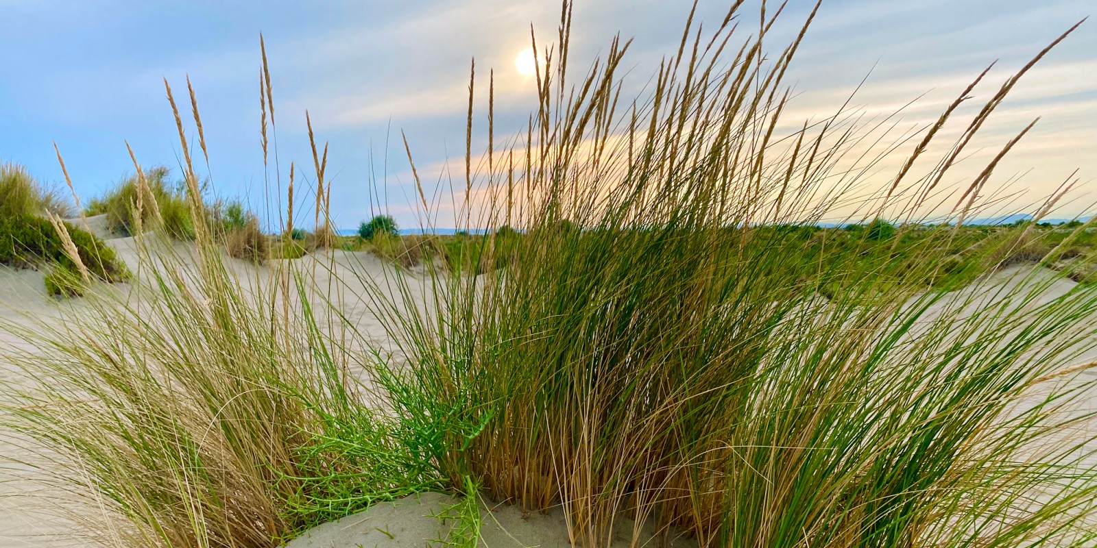 À l’Espiguette, au cœur de la Petite Camargue, l’oyat des dunes (Ammophila arenaria) protège nos plages, grâce à un système racinaire très profond.