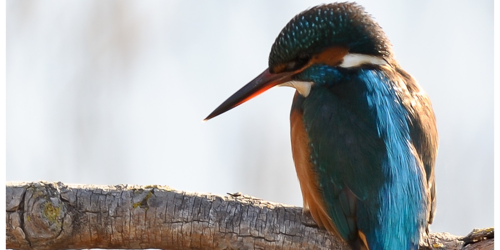 martin-pêcheur d'Europe (Crédit photo Jean-Yves Brossard, Licence Creative Commons)