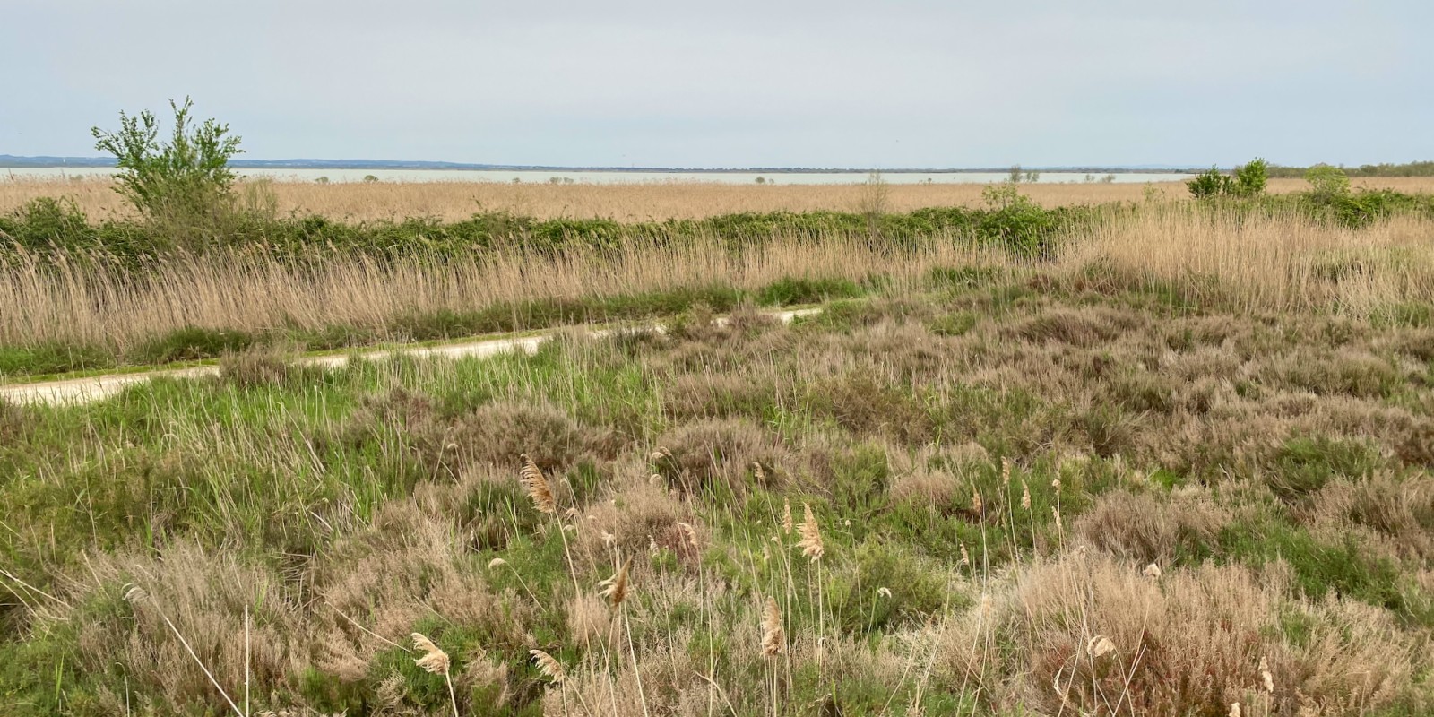 Parc naturel du Scamandre, la nature  retient son souffle en hiver