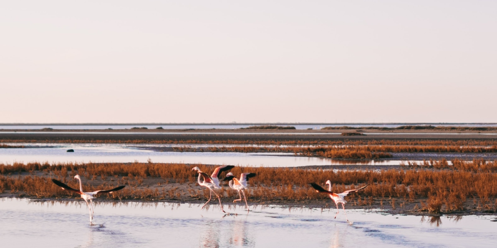 Flamants roses et parc naturel de Camargue, préservons les espaces naturels avec l'écotourisme