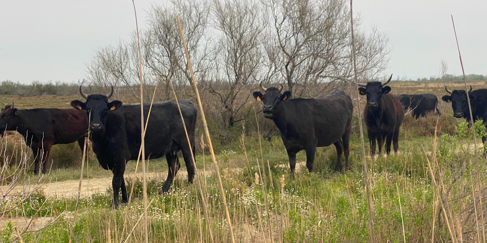 Taureaux en Camargue, une manade