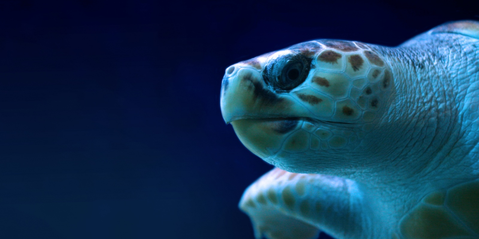 Tortue de mer au Seaquarium du Grau du roi