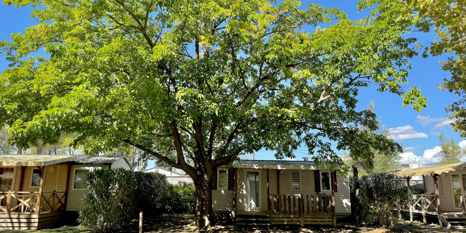 Très bel arbre ombrageant un mobil-home