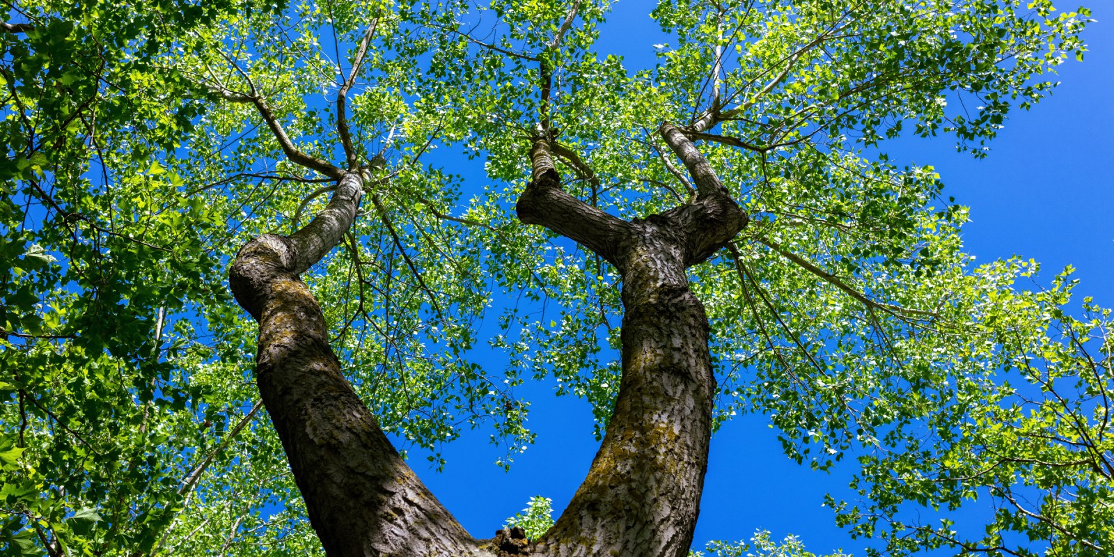 Un camping arboré et humain (crédit photo Hervé Leclair)