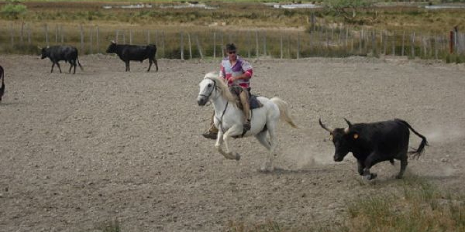 La tradition Camarguaise