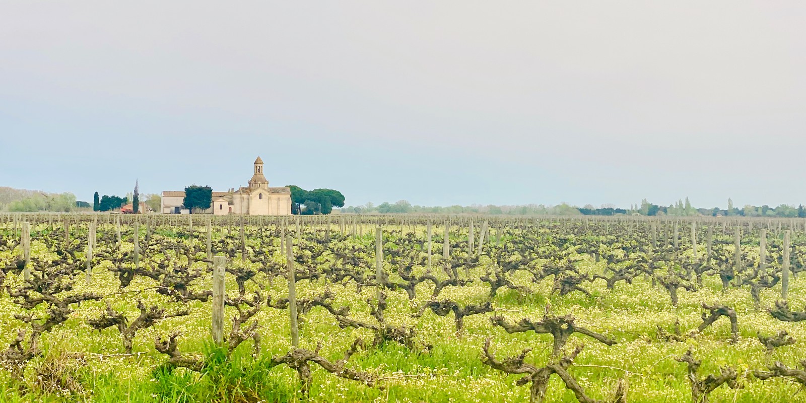 Vignes Camargue à MontCalm