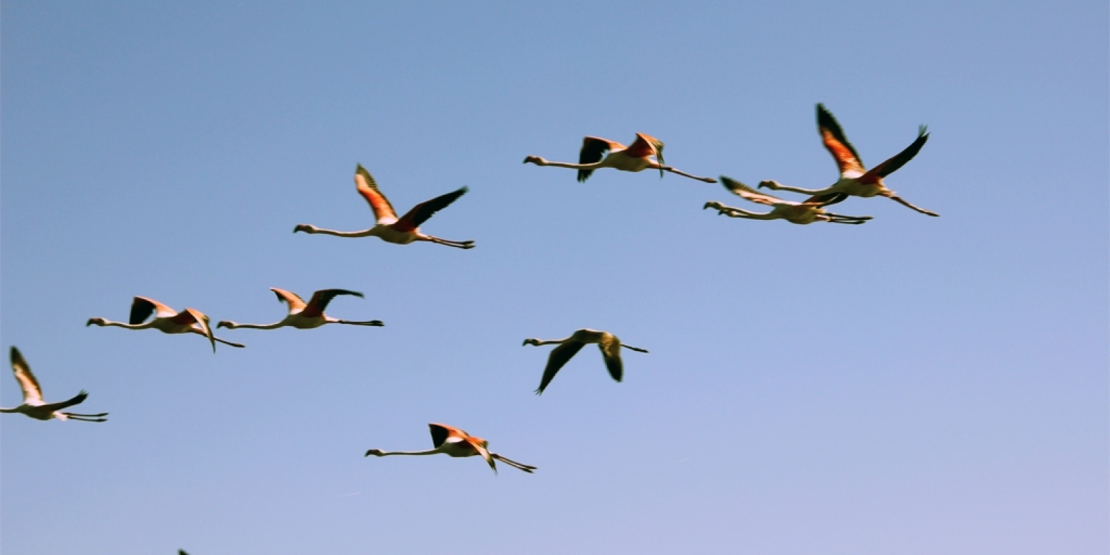 Vol de Flamants roses en Camargue