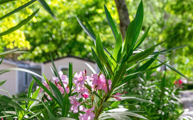 Allées du camping par Hervé Lecair