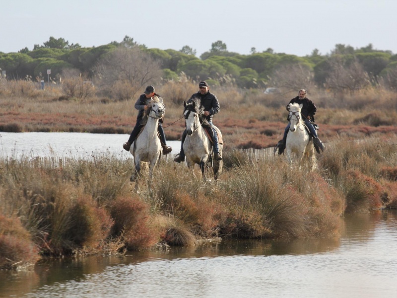 Balade à cheval en Camargue avec Abrivado Ranch