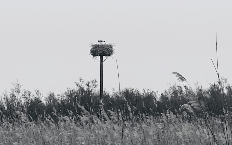 Camargue, terre d'escale de la cigogne blanche