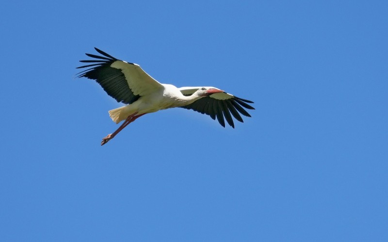 Cigogne blanche en plein vol 