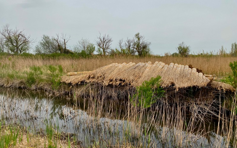 La culture du roseau ou sagne