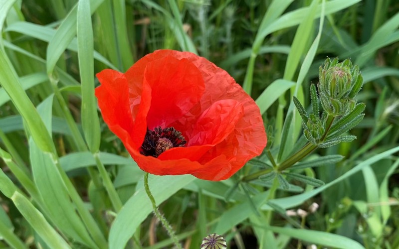La saison des fleurs est très appréciée des touristes
