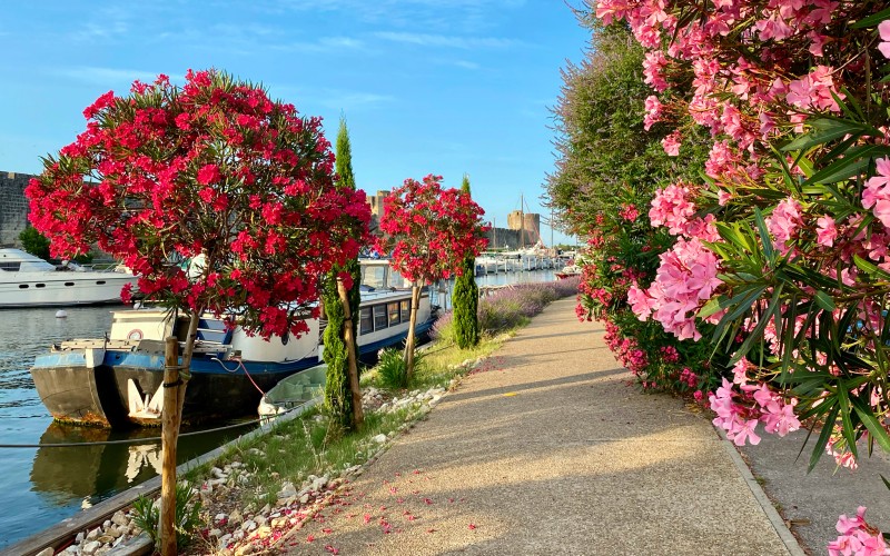 Lauriers en fleur sur une Berge du canal à Aigues-Mortes