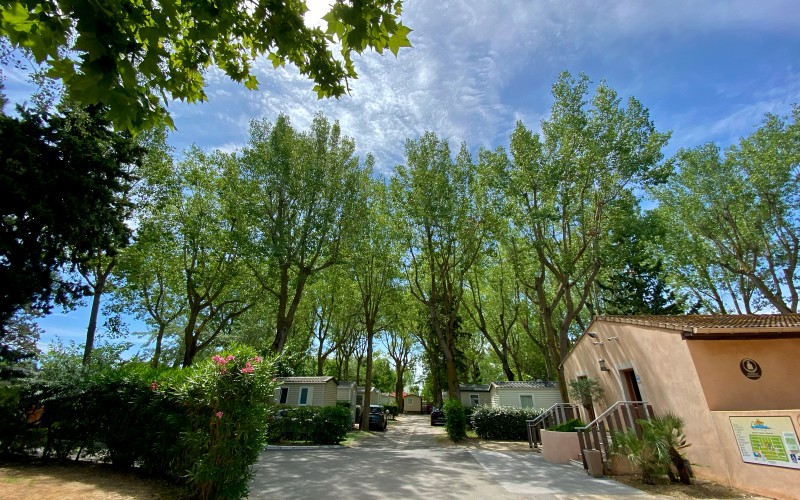 Le camping abrite nombre de végétaux tels que les pins, les platanes, les peupliers mais aussi les oliviers de bohème, les érables ou les saules pleureurs