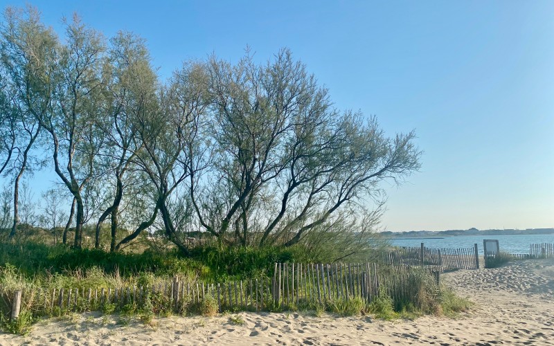 Le tamaris symbole de la Camargue jusque sur la plage