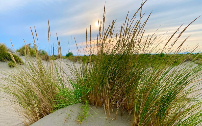 À l’Espiguette, au cœur de la Petite Camargue, l’oyat des dunes (Ammophila arenaria) protège nos plages, grâce à un système racinaire très profond.