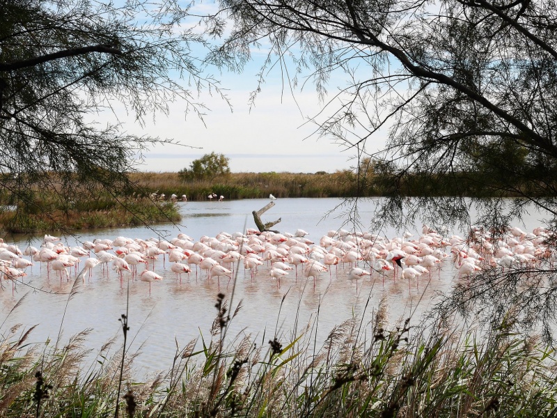 Parc Ornithologique du Pont De Gau, photo de Julien Maury