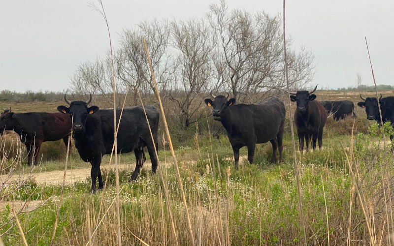 Taureaux en Camargue, une manade