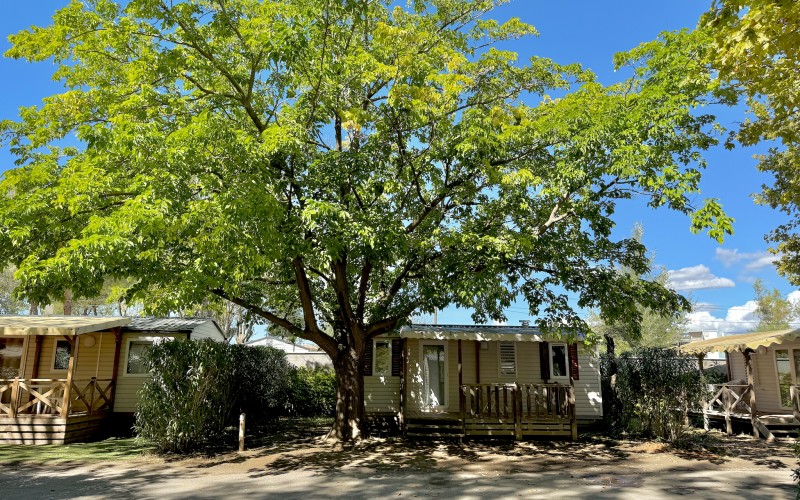 Très bel arbre ombrageant un mobil-home