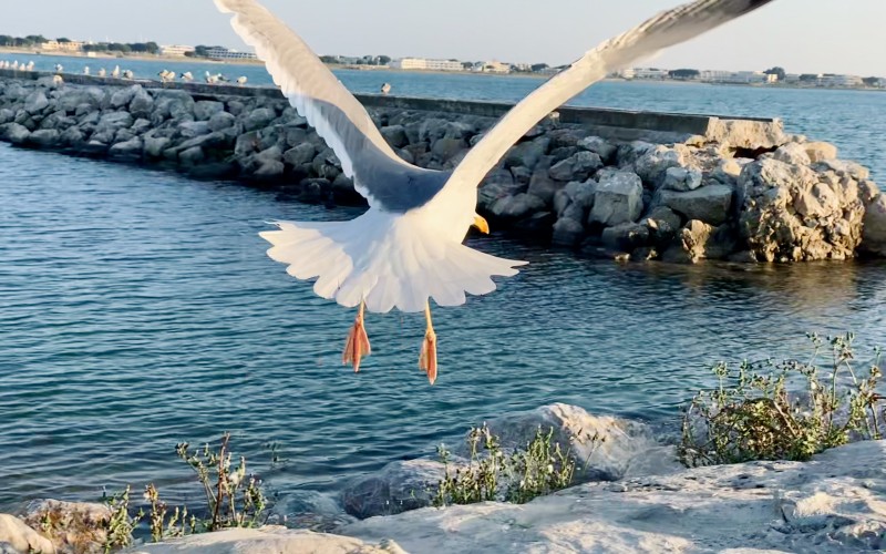 Un battement d'ailes de mouette