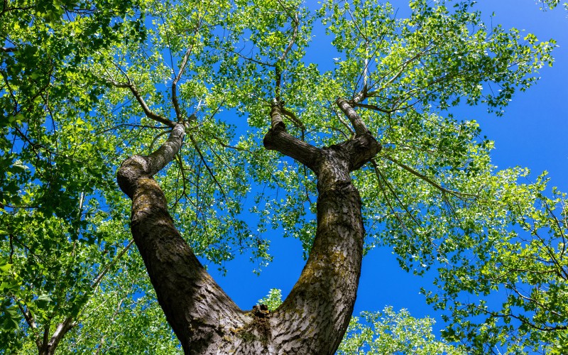 Un camping arboré et humain (crédit photo Hervé Leclair)