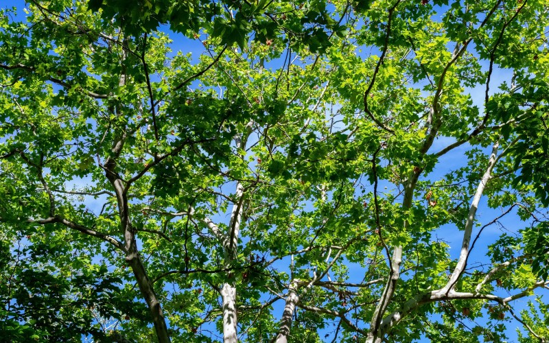 Végétation camping