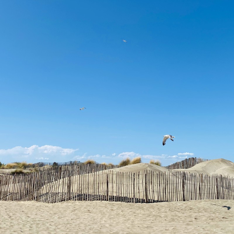  Les ganivelles : un symbole de la Camargue