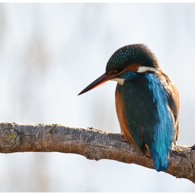 martin-pêcheur d'Europe (Crédit photo Jean-Yves Brossard, Licence Creative Commons)