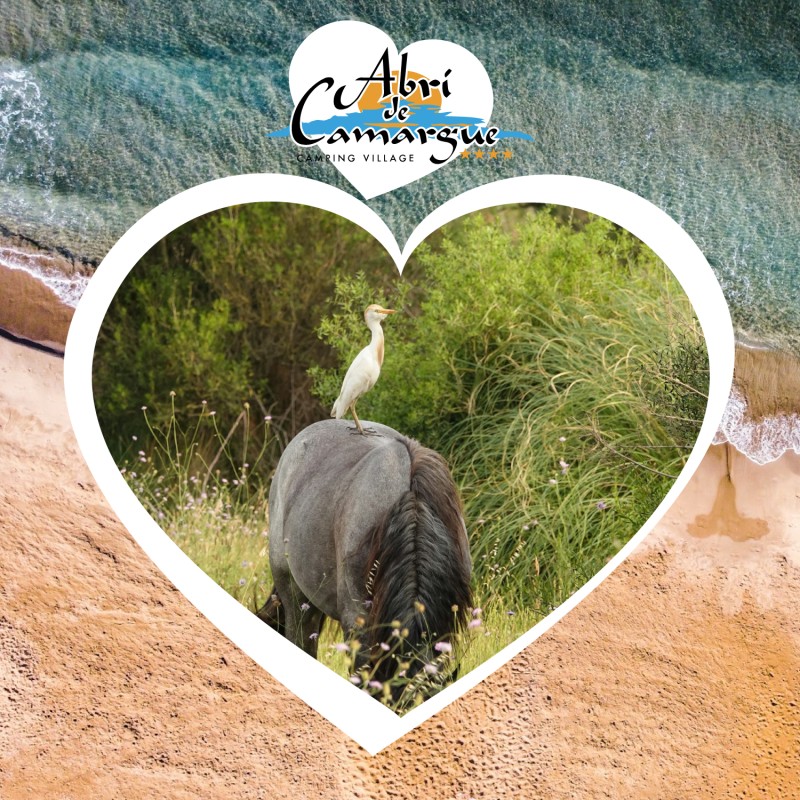 Saint-Valentin Camping 2024 (crédit photo Adrien Stachowiak)