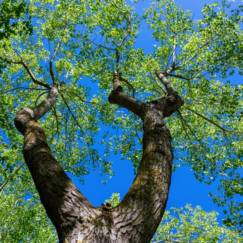 Un camping arboré et humain (crédit photo Hervé Leclair)